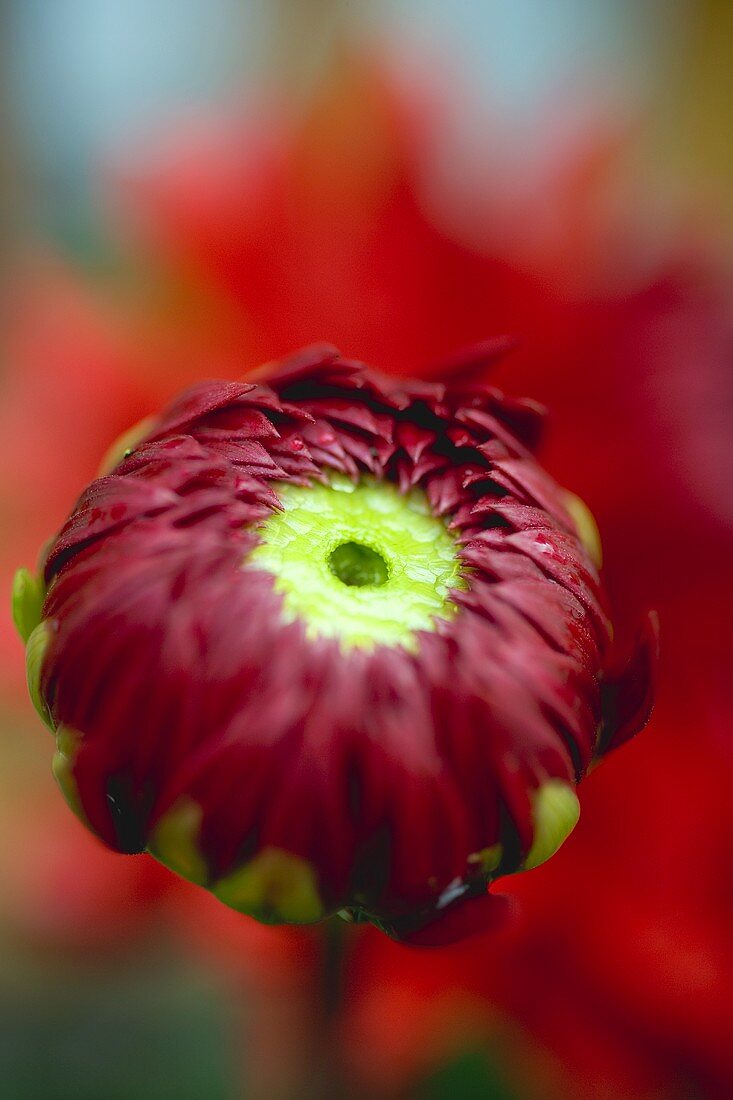 Red dahlia (bud)