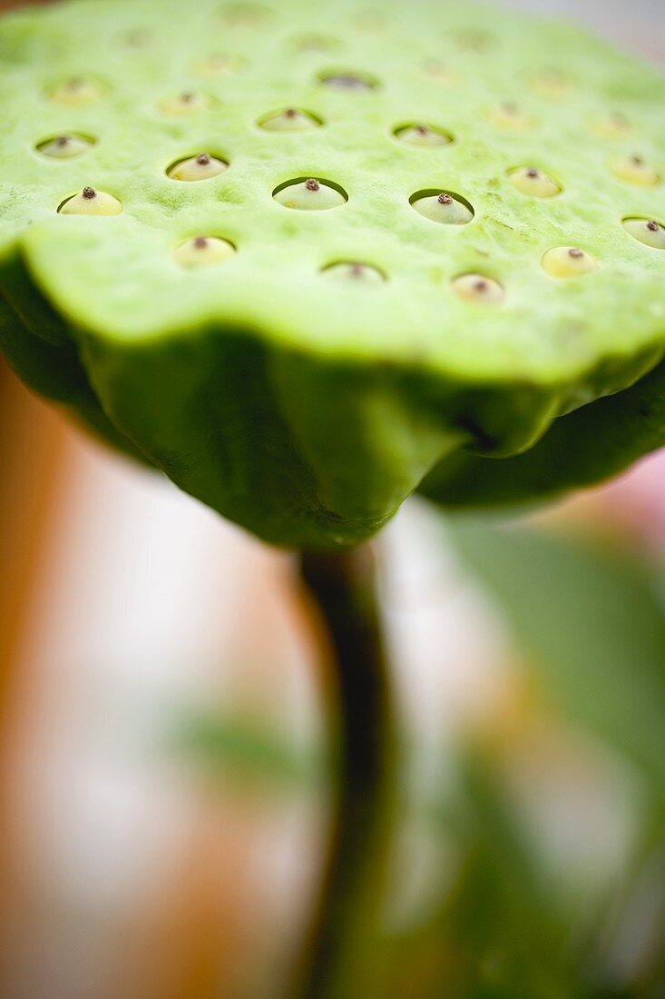 A lotus seed head (close-up)