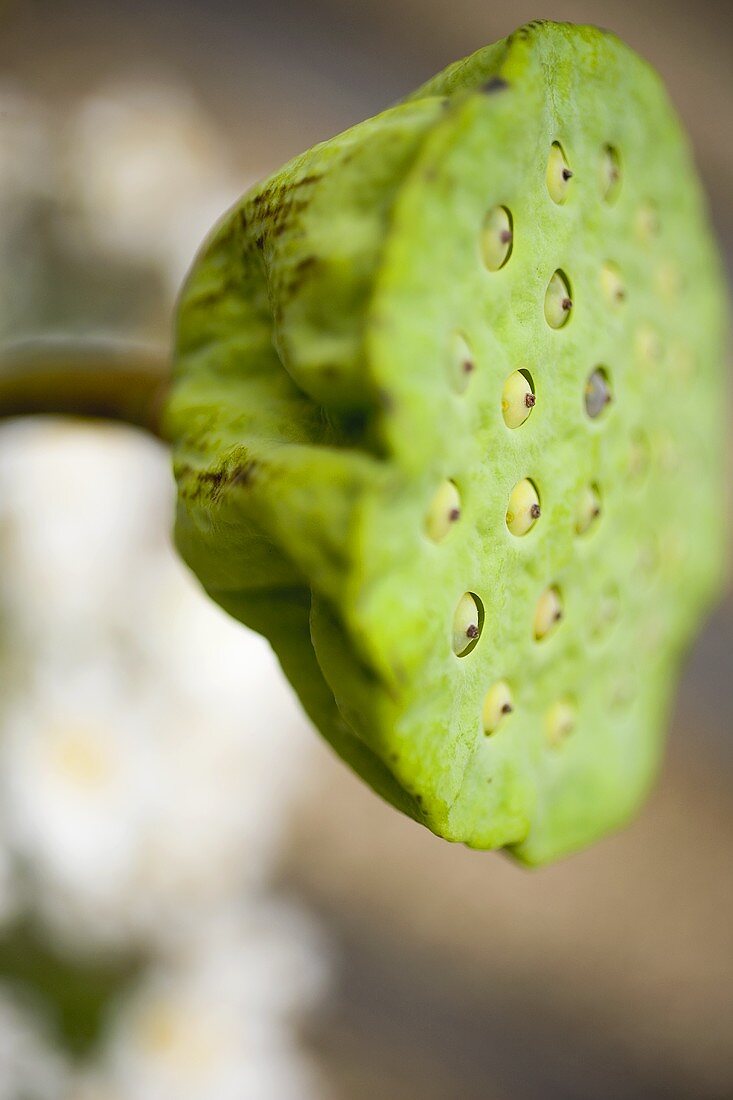 Lotuskapsel (Close Up)