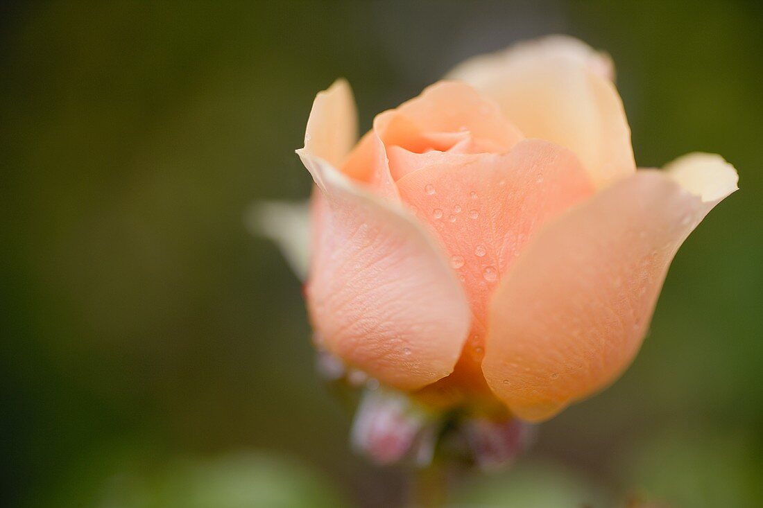 Salmon-pink rose