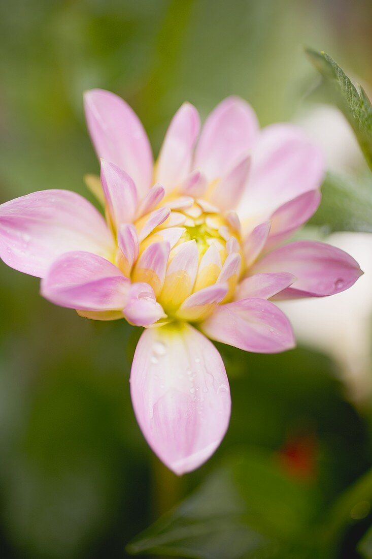 Rosa Dahlie im Garten