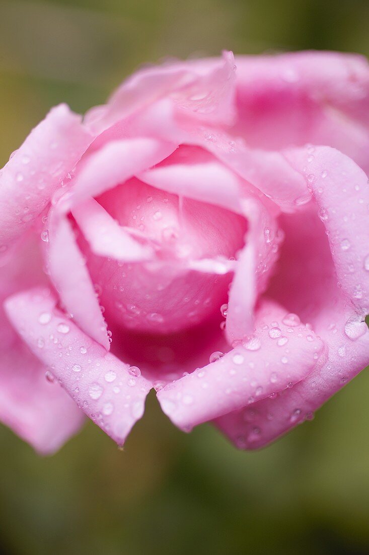 Rosa Rose mit Wassertropfen (Close Up)