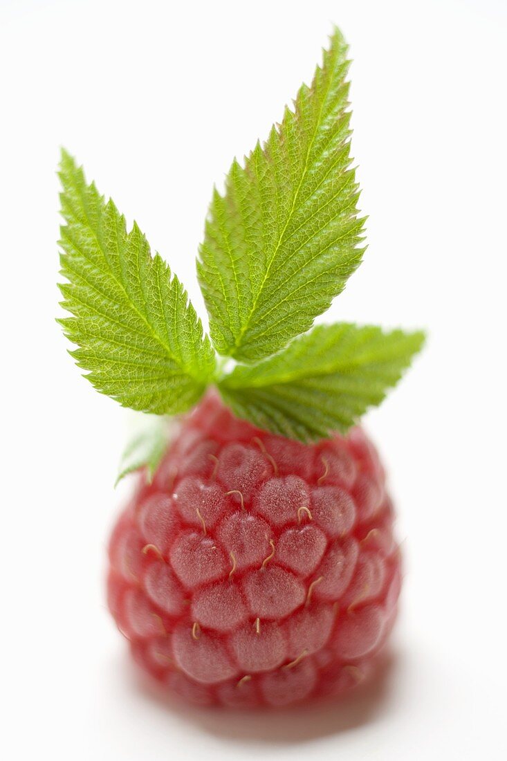 A raspberry with leaves (close-up)
