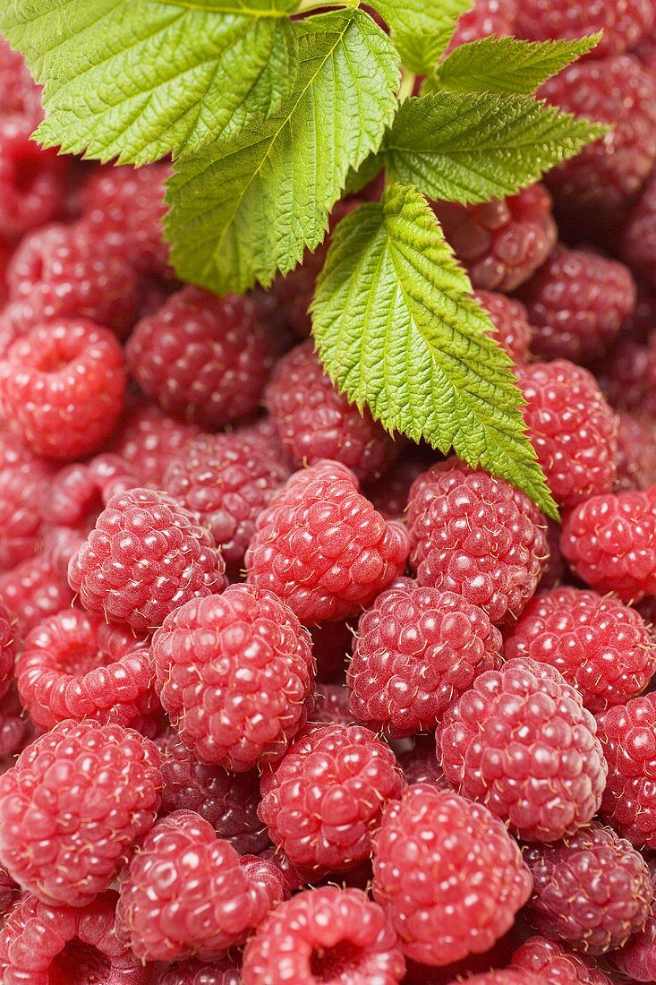 Himbeeren mit Blättern (bildfüllend)