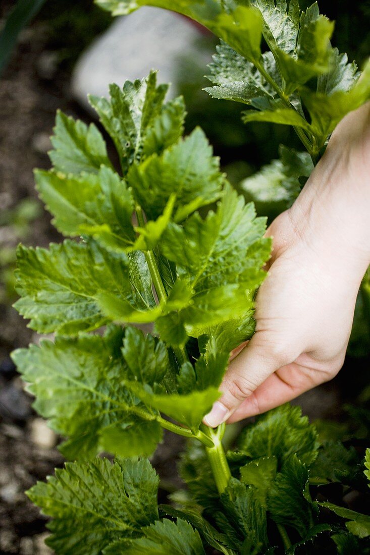 Hand picking celeriac leaves