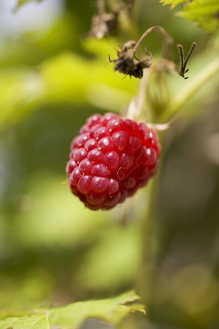 Raspberry on the plant (outdoors)