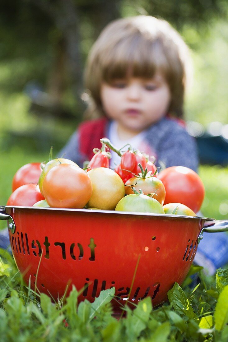Various types of tomatoes in colander, small girl in background