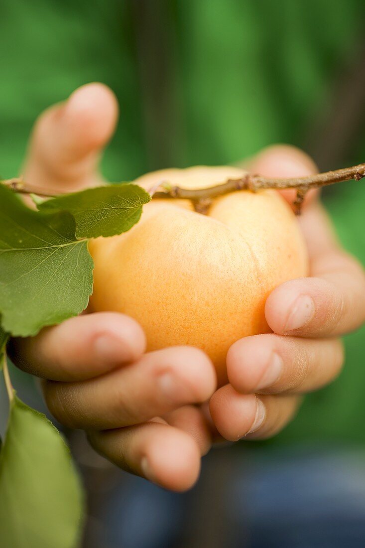 Child's hands holding an apricot