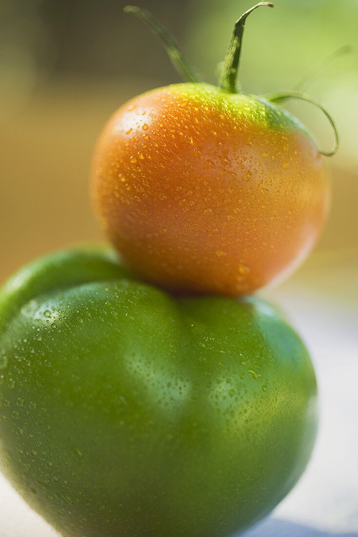 Tomatoes, green & orange, with drops of water (in a pile)