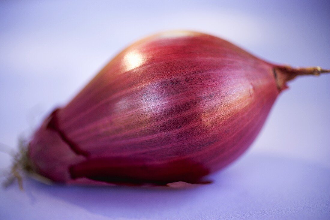 Rote Zwiebel