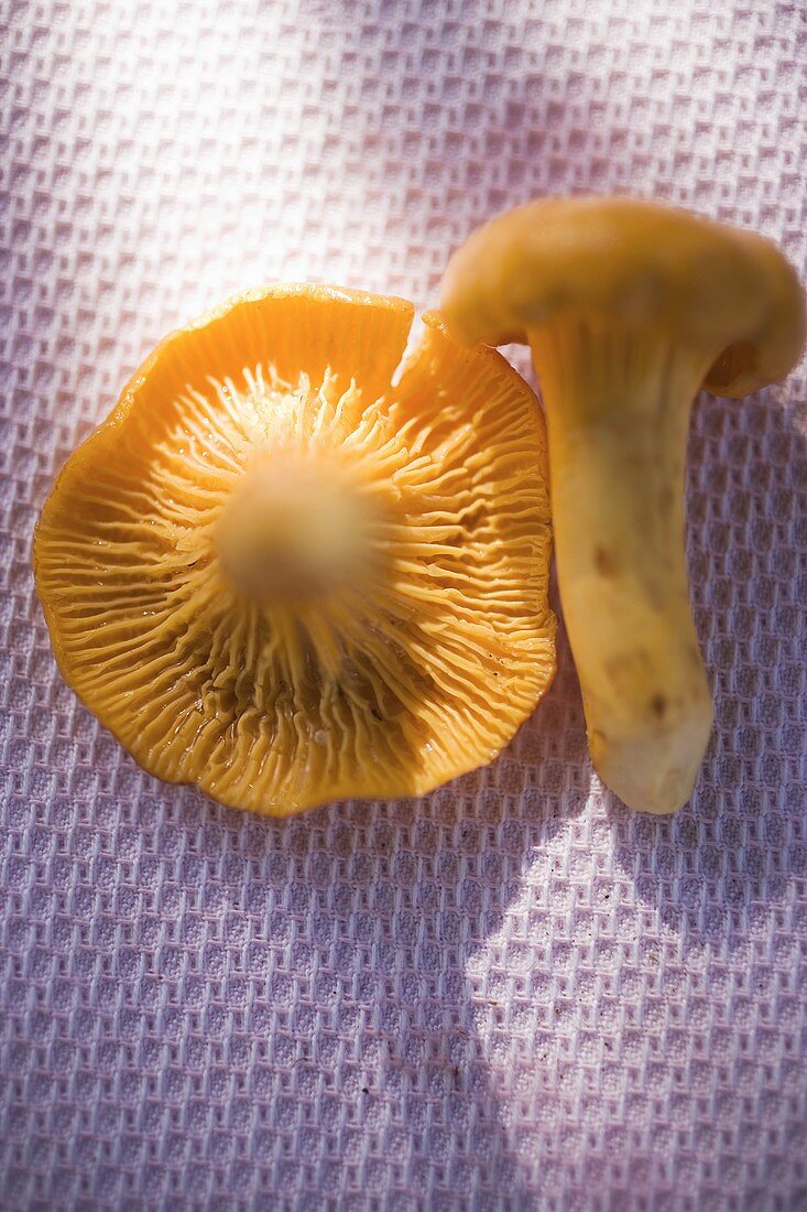 Two chanterelles on cloth
