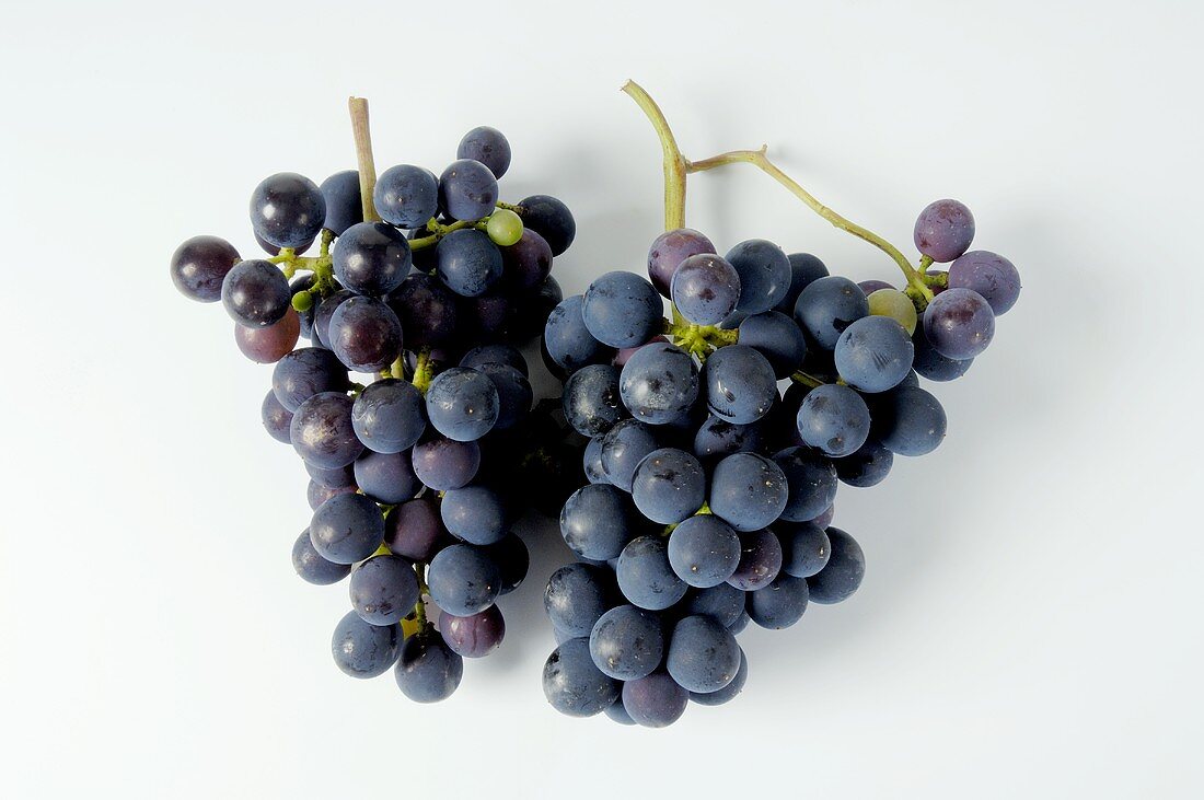 Black grapes, variety Spätburgunder
