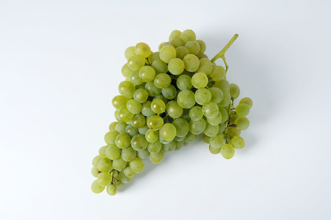 Green grapes, variety Précoce de Malingre