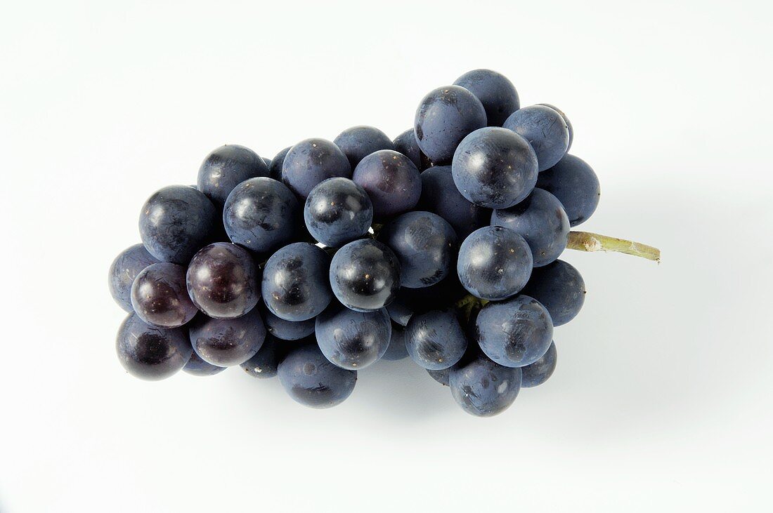 Black grapes, variety Müllerrebe