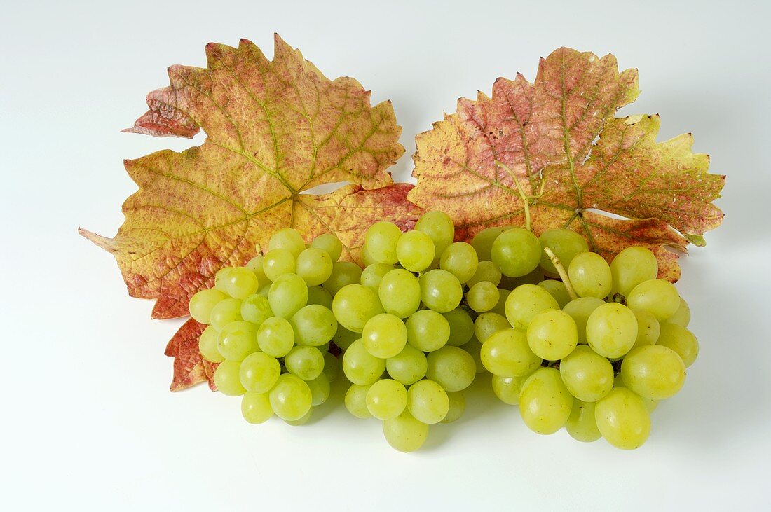 Grüne Trauben, Sorte Königin der Weingärten, mit Blättern