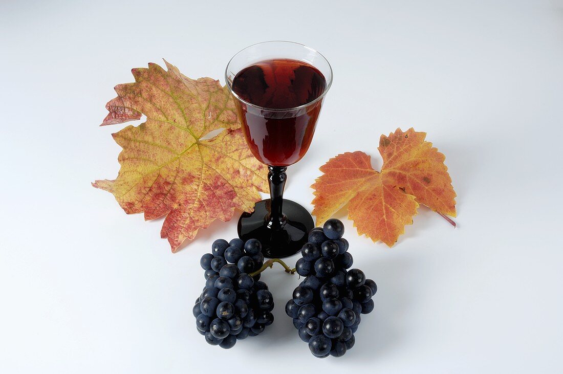 Glas Rotwein und blaue Trauben, Sorte Domina, mit Blättern