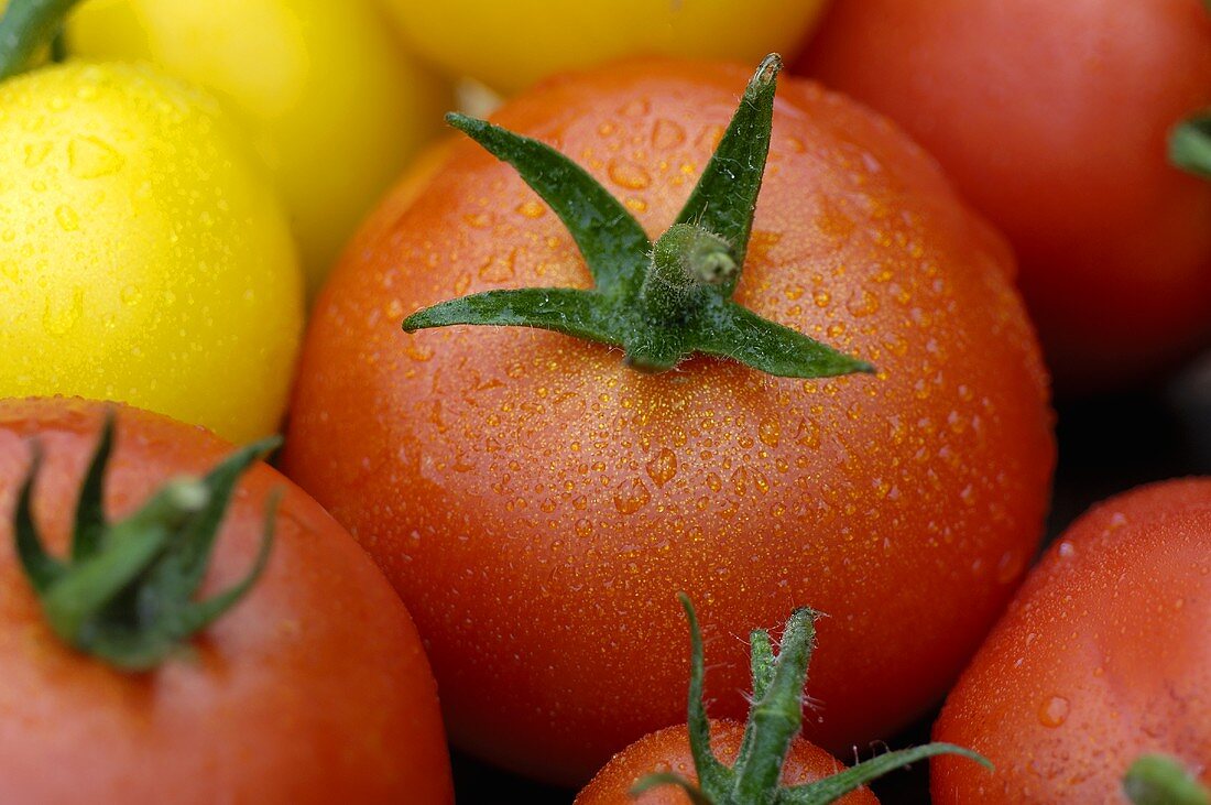 Verschiedene Tomaten mit Wassertropfen (Close Up)