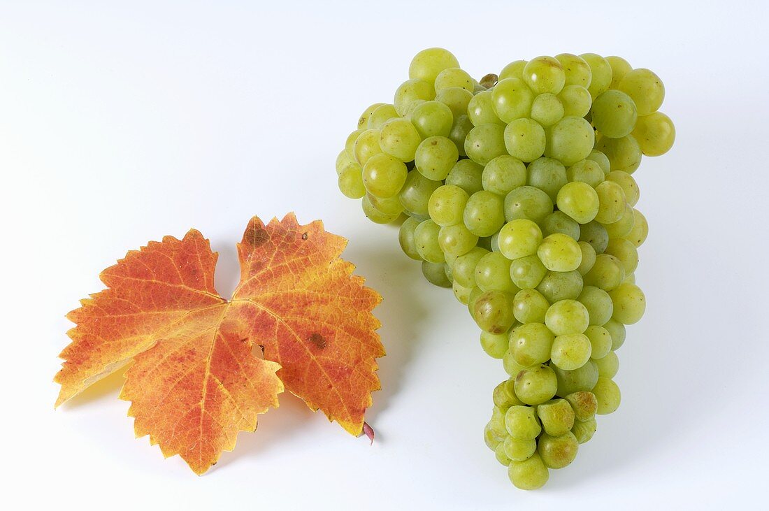 Green grapes, variety Muskateller, with leaf