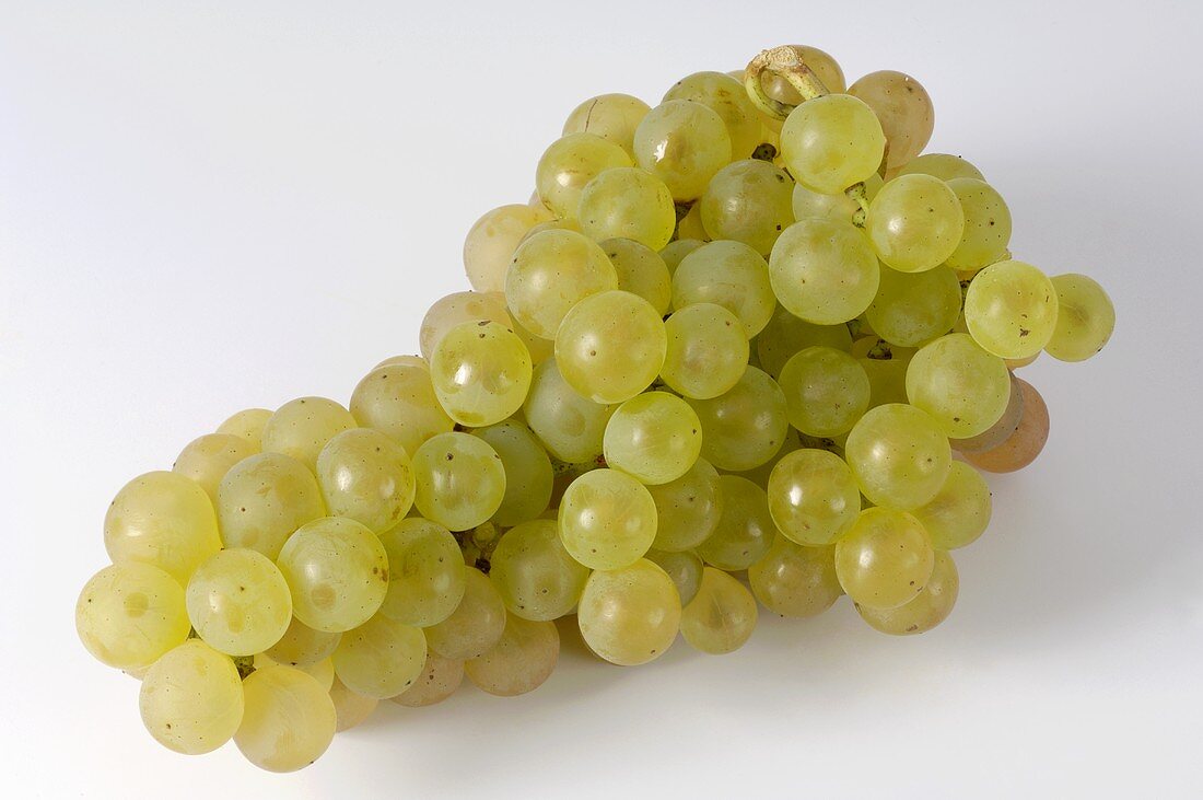 Green grapes, variety Gutedel