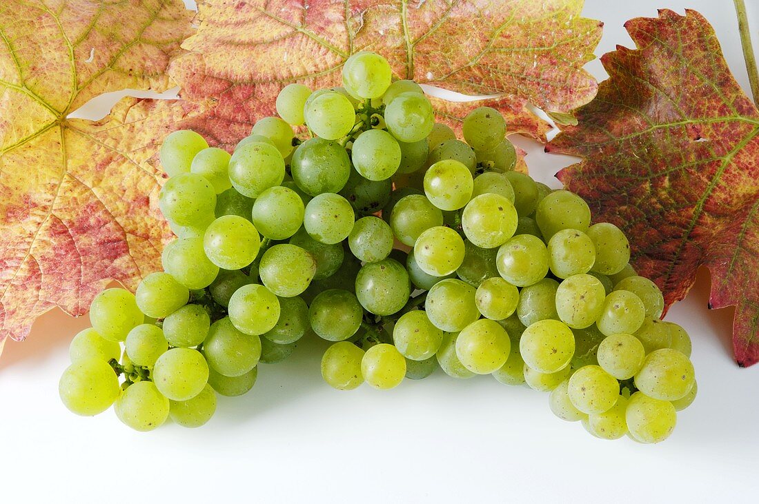 Green grapes, variety Silvaner, with leaves