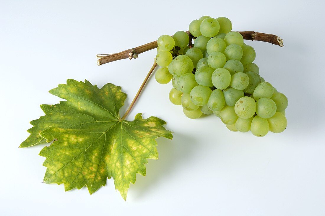 Green grapes, variety Weisser Elbling, with leaf