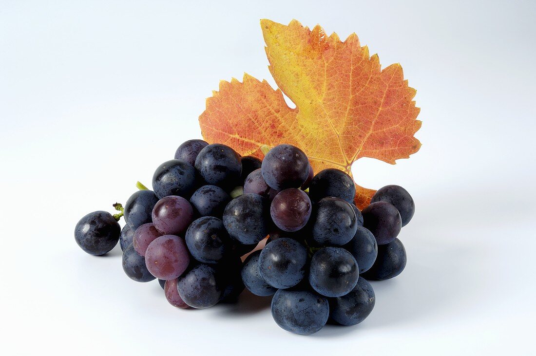 Black grapes, variety Trollinger, with leaf