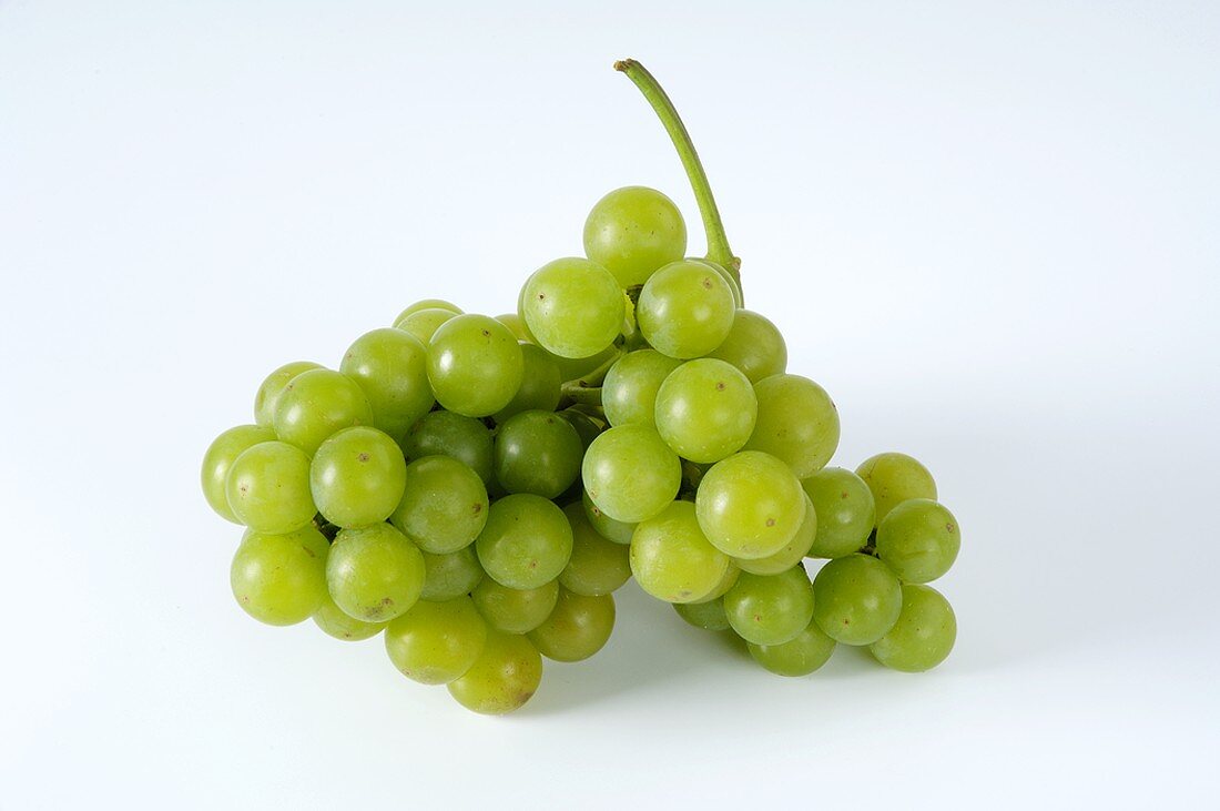 Green grapes, variety Moria Muskat