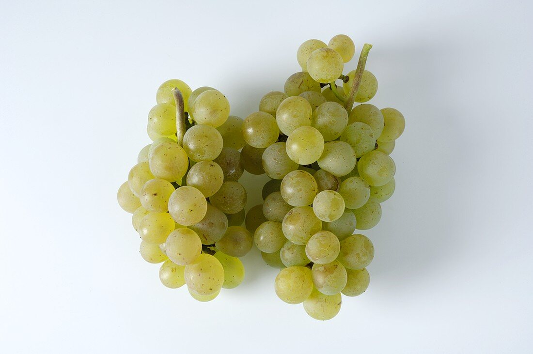 Green grapes, variety Auxerrois