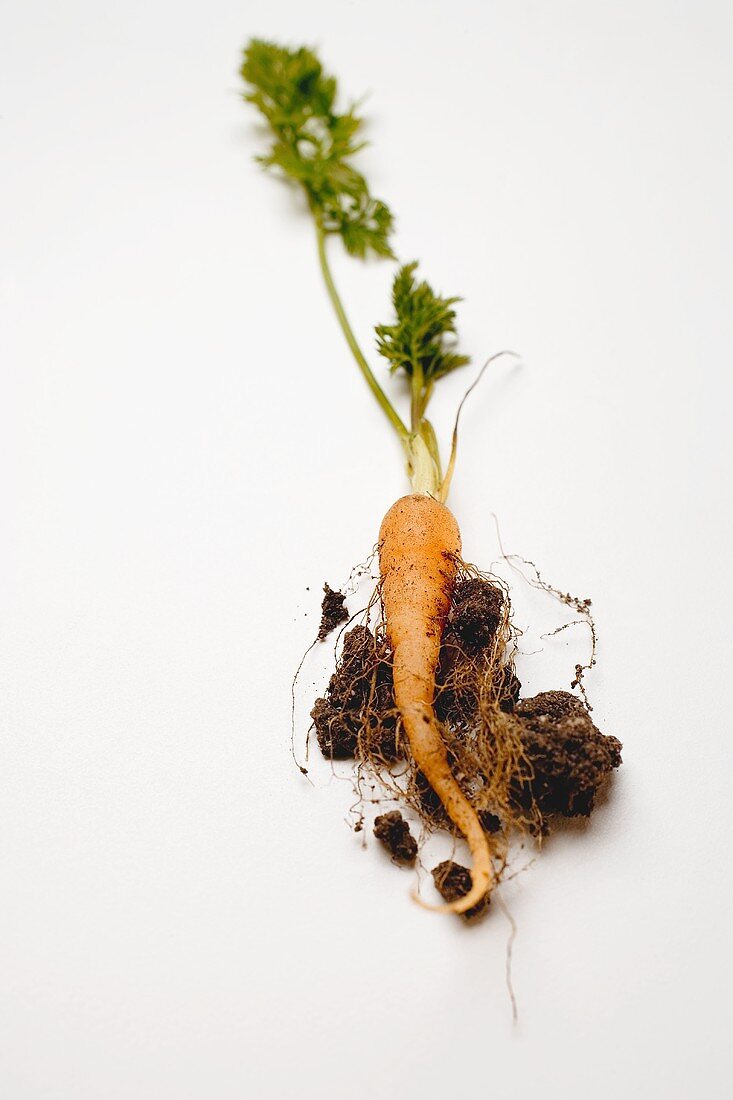 Young carrot with soil