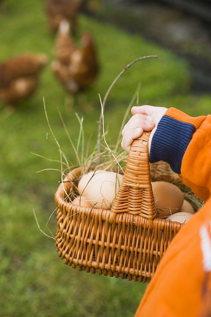 Child's hands with basket of eggs, free-range hens in field