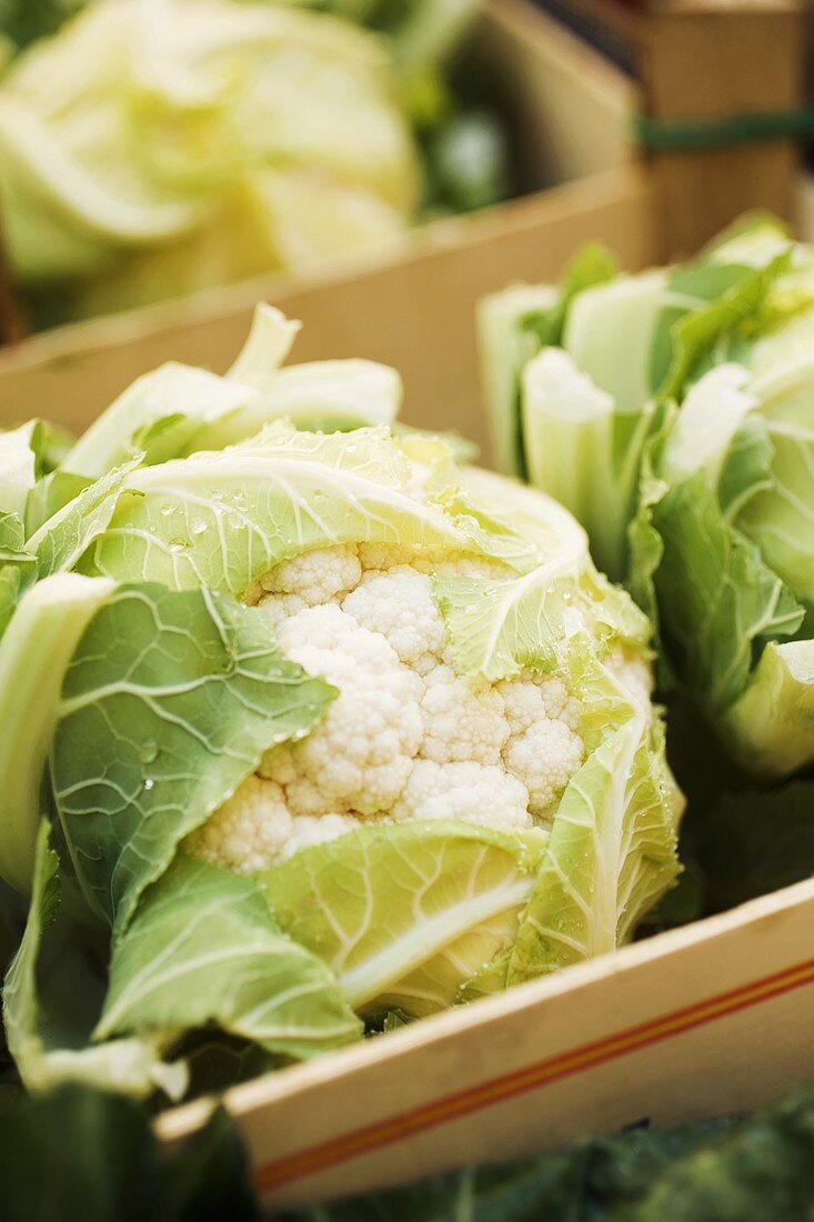 Cauliflowers in crates