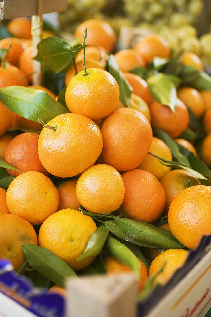 Clementinen in Steigen auf dem Markt