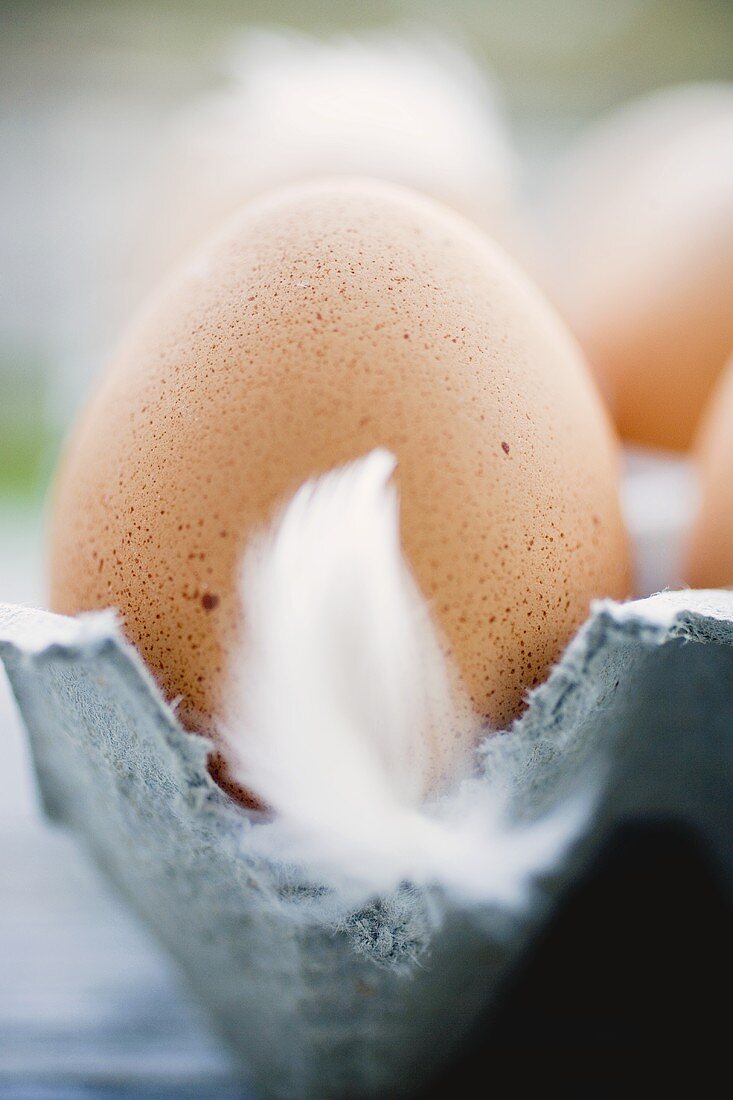 Braune Eier mit Federn im Eierkarton (Close up)
