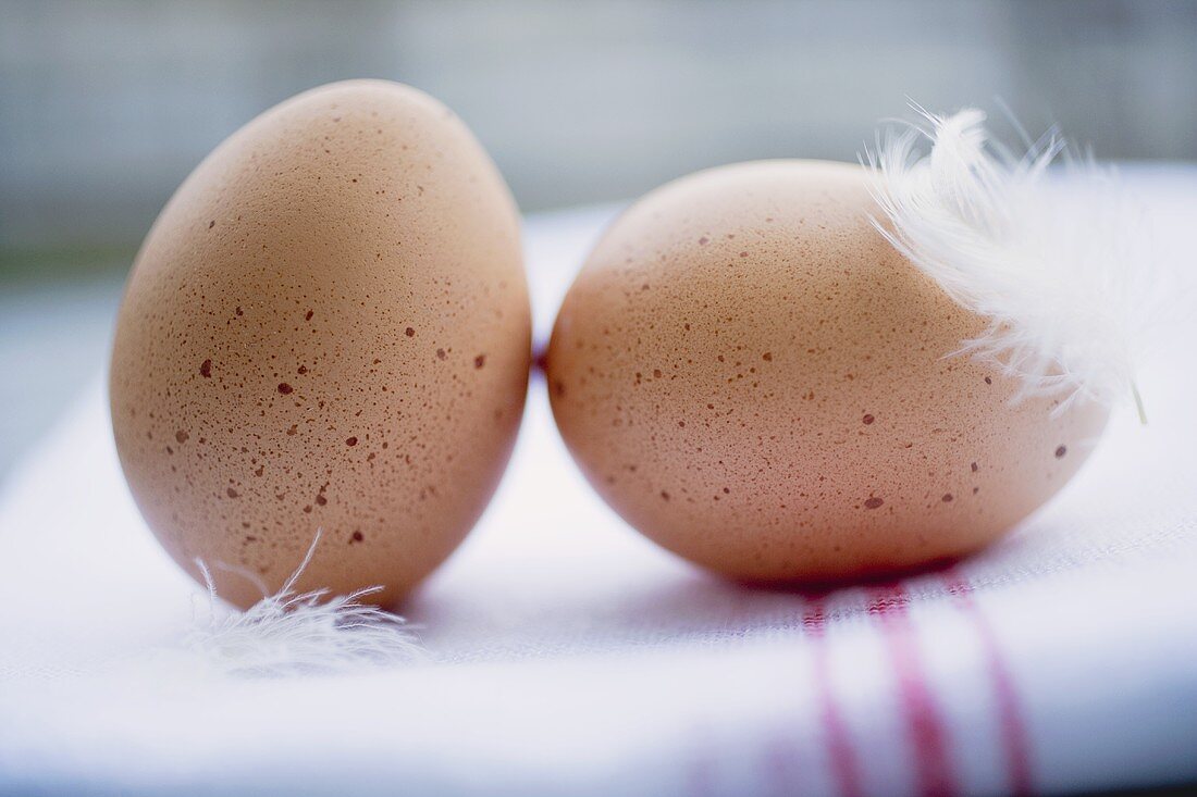 Zwei braune Eier mit Federn auf Geschirrtuch