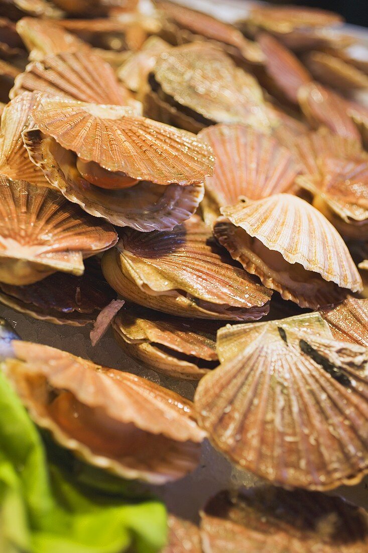 Scallops at a market