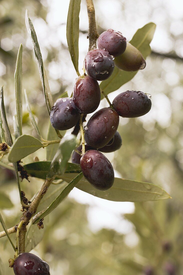 Olives on the branch