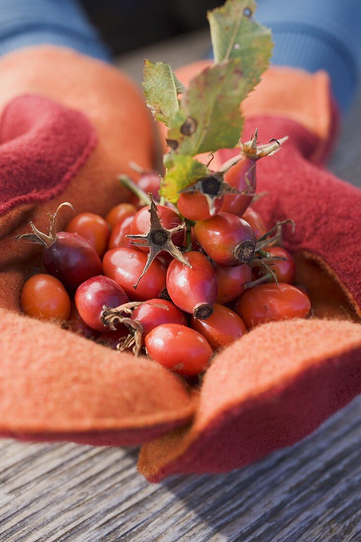 Hands in mittens holding a heap of rose hips