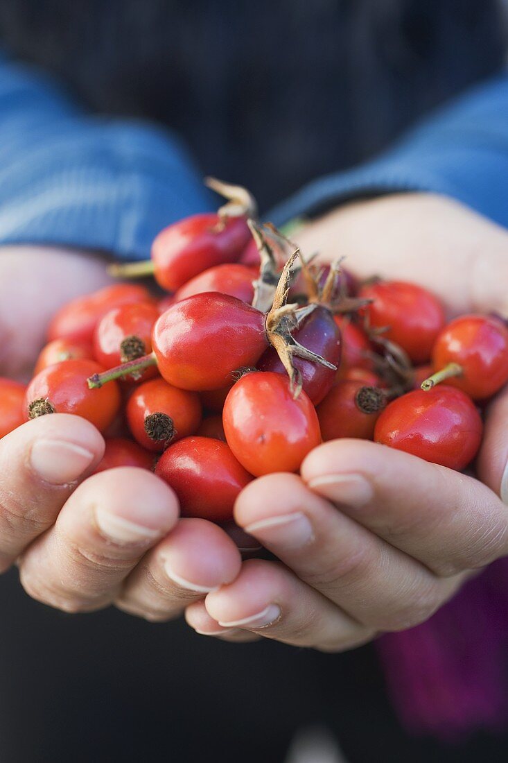 Hands full of rose hips