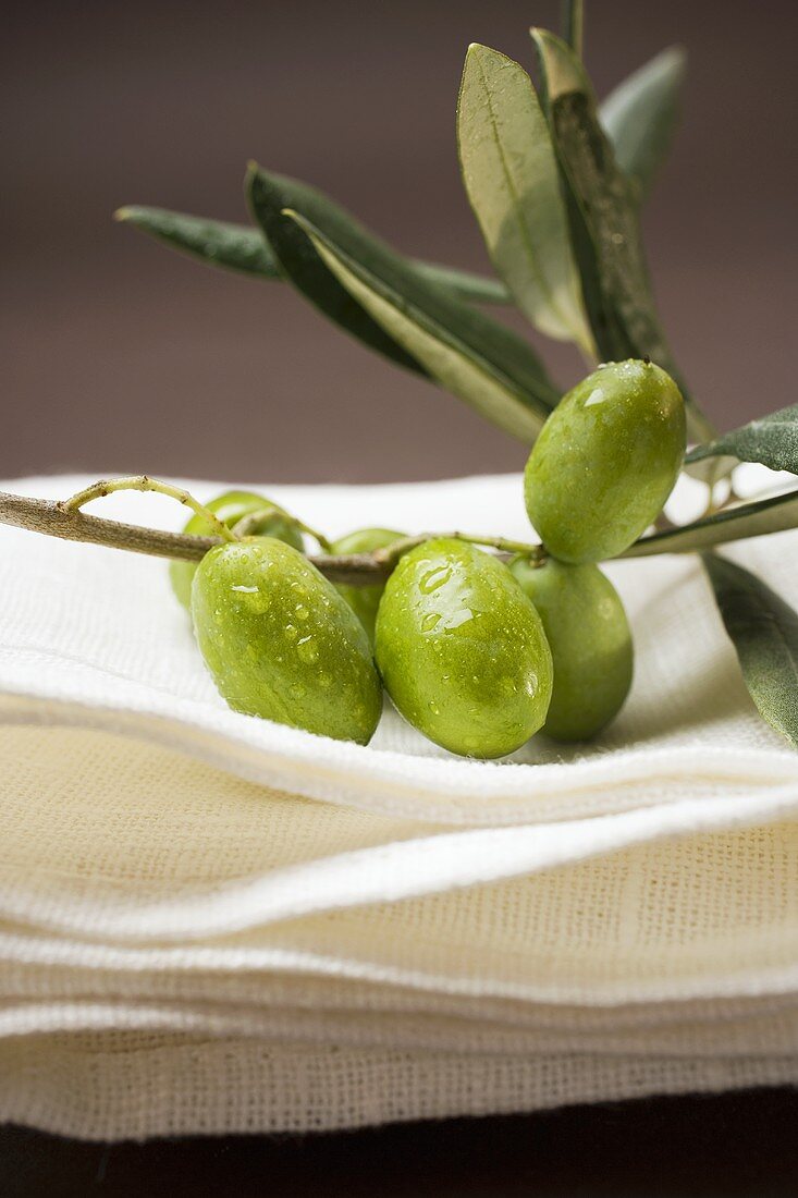 Grüne Oliven am Zweig auf Leinentuch