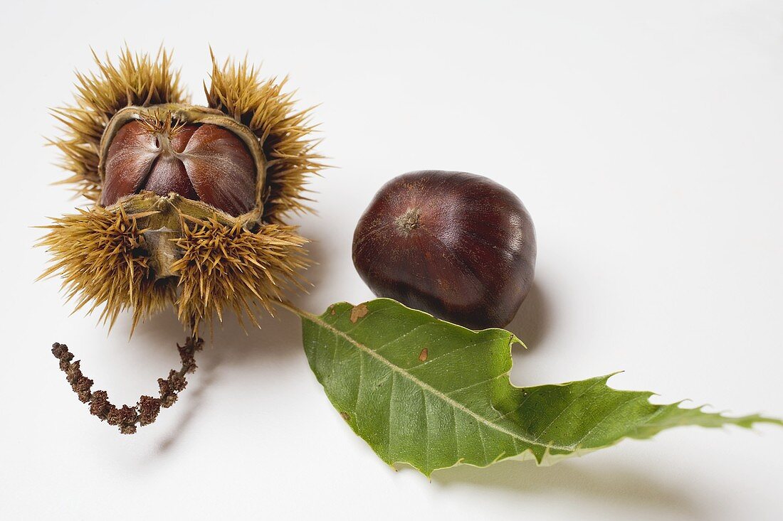Sweet chestnuts with leaf