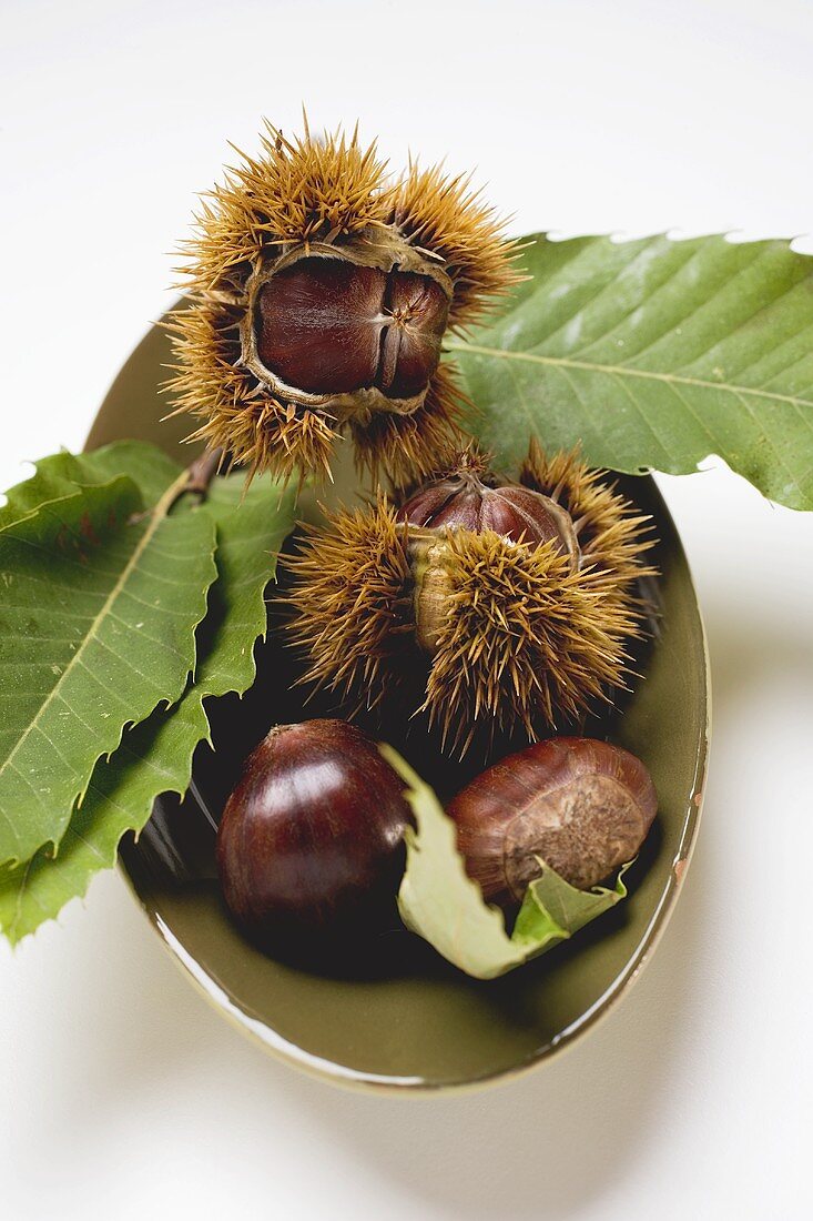 Sweet chestnuts with leaves in bowl