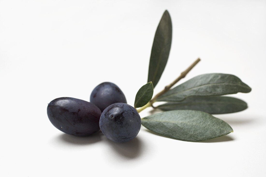Schwarze Oliven am Zweig auf weißem Untergrund