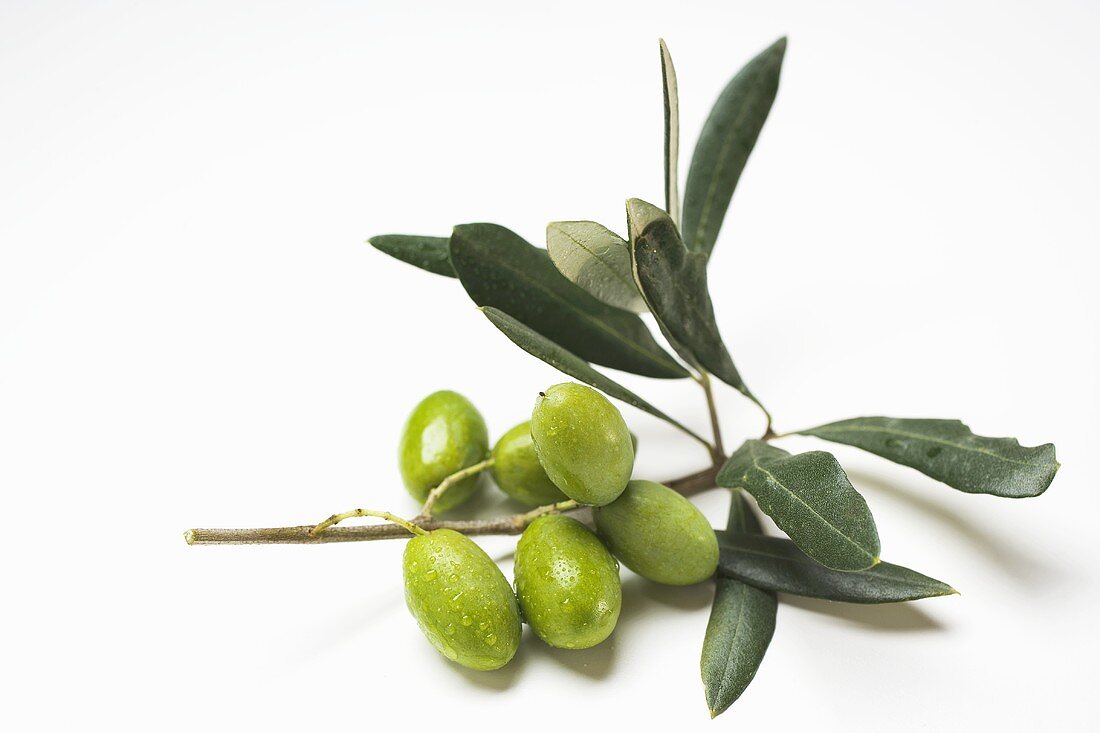 Olive sprig with green olives