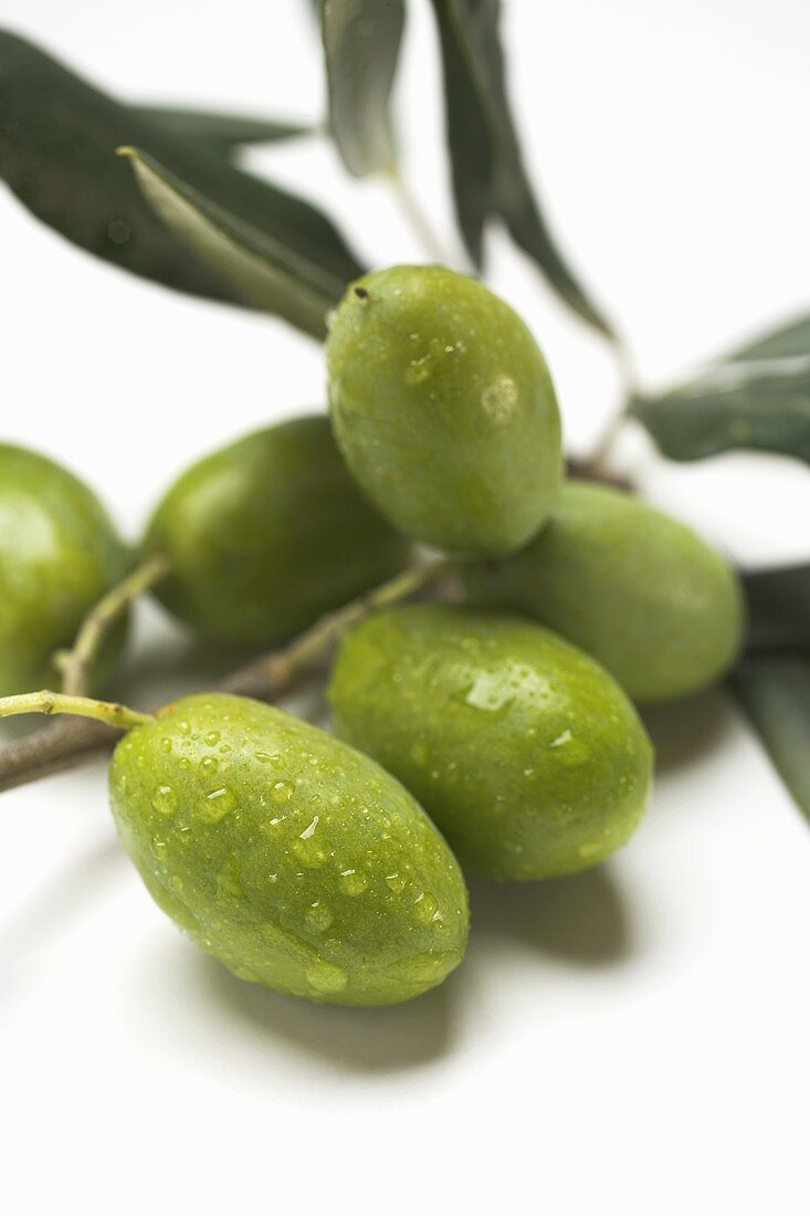 Grüne Oliven am Zweig (Close Up)