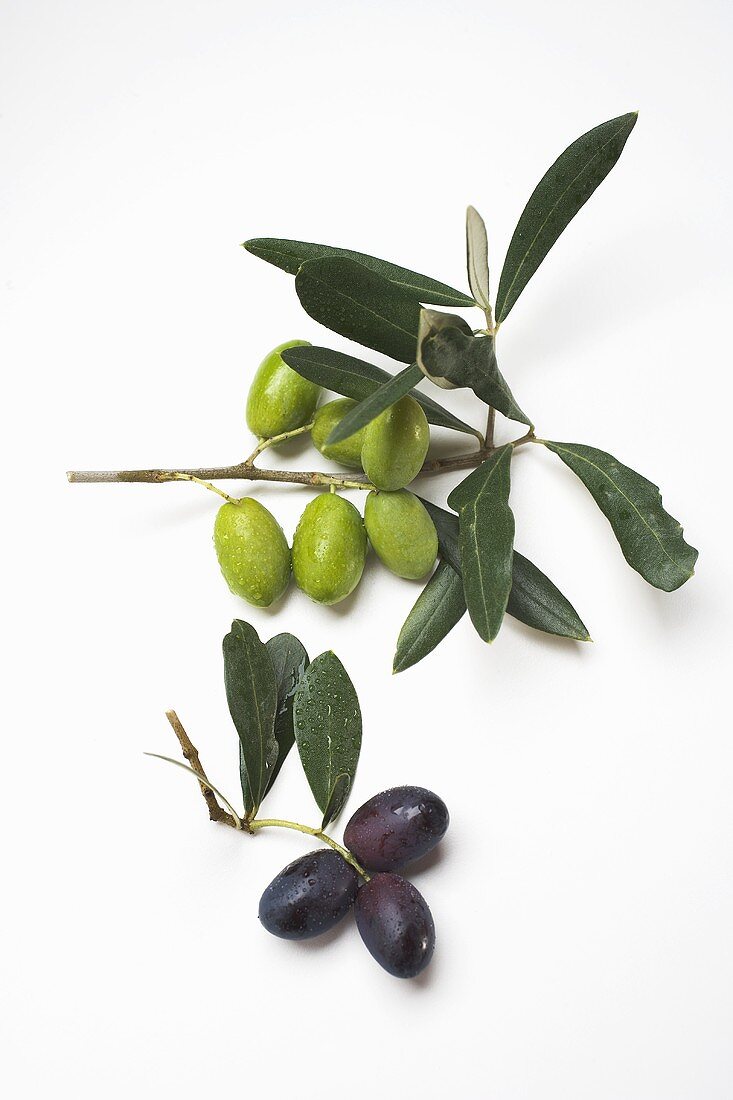 Grüne und schwarze Oliven am Zweig