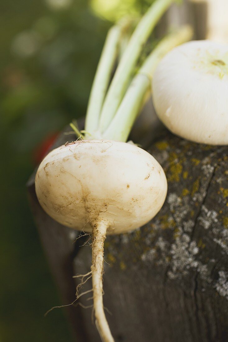 Turnips on wood