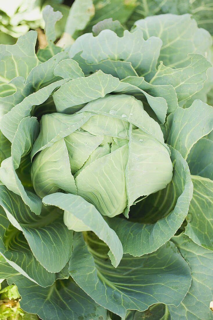 Green cabbage in the field