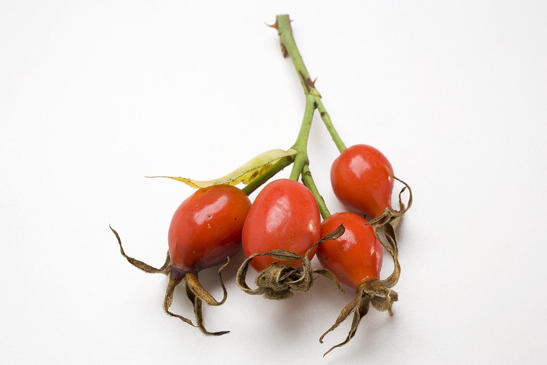 A sprig of rose hips