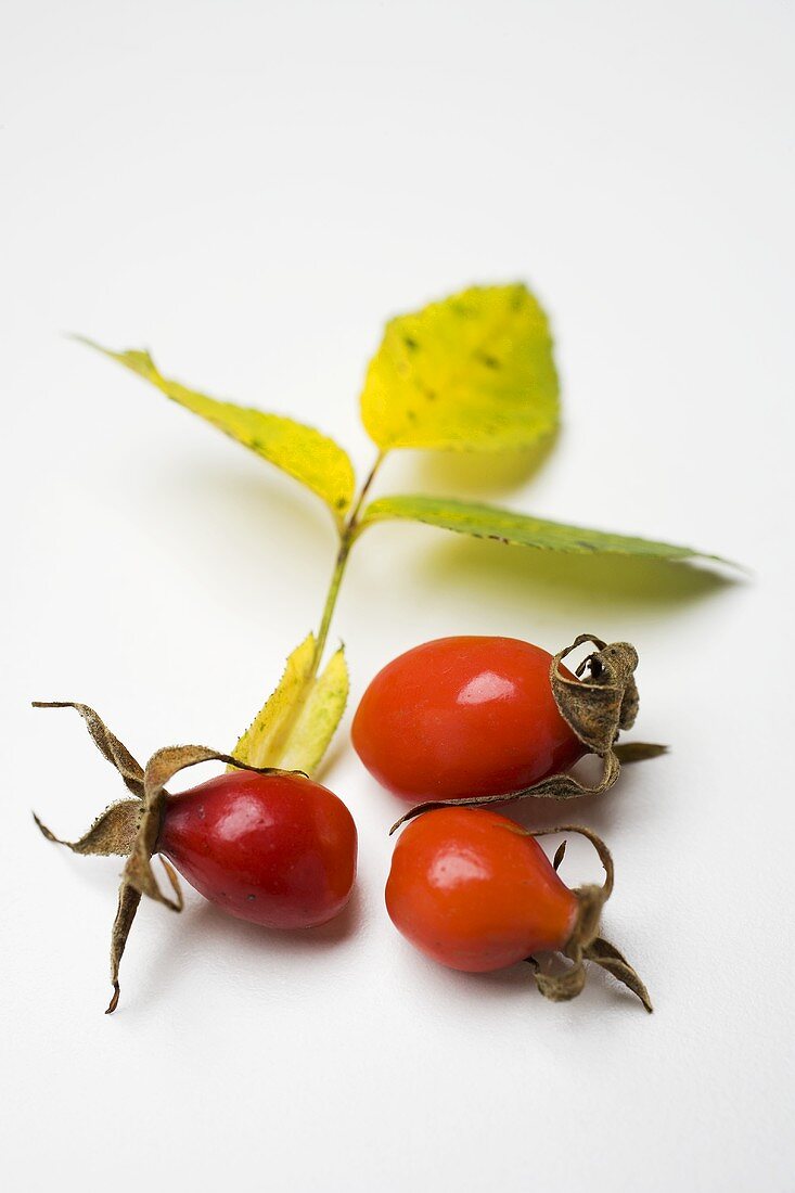 Rose hips with leaf