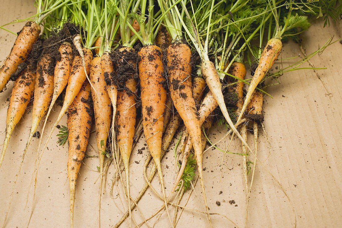 Young carrots with soil
